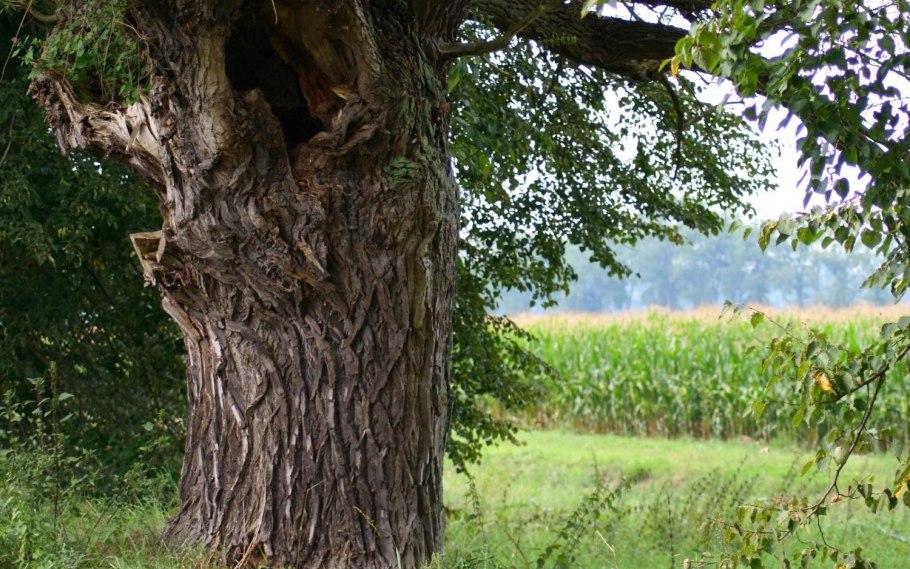 Дуб черешчатый кора