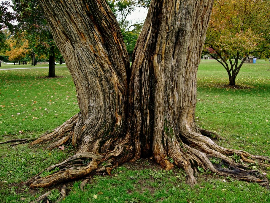 Ствол дерева