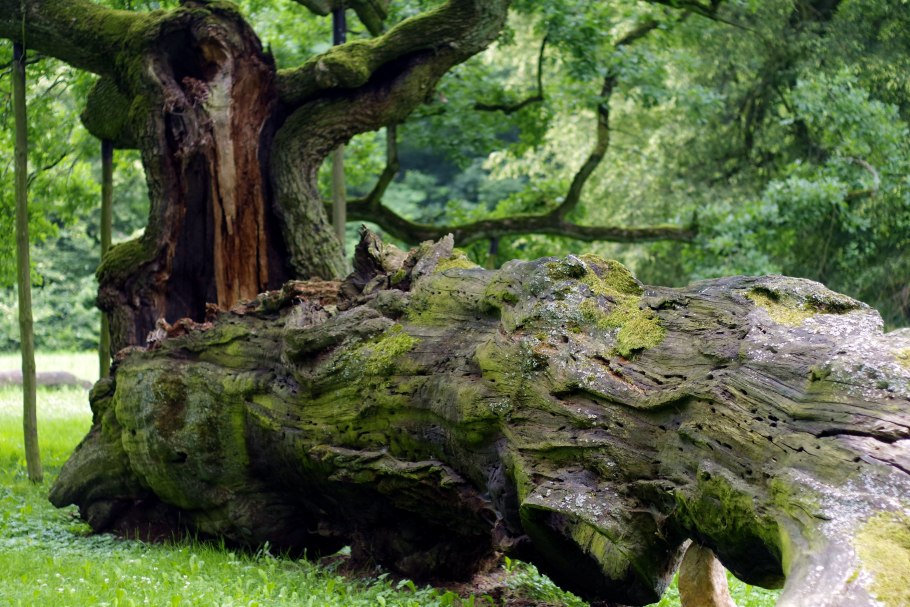 Дуб Европейский дерево