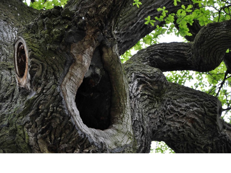 Тис дерево Тысячелетний