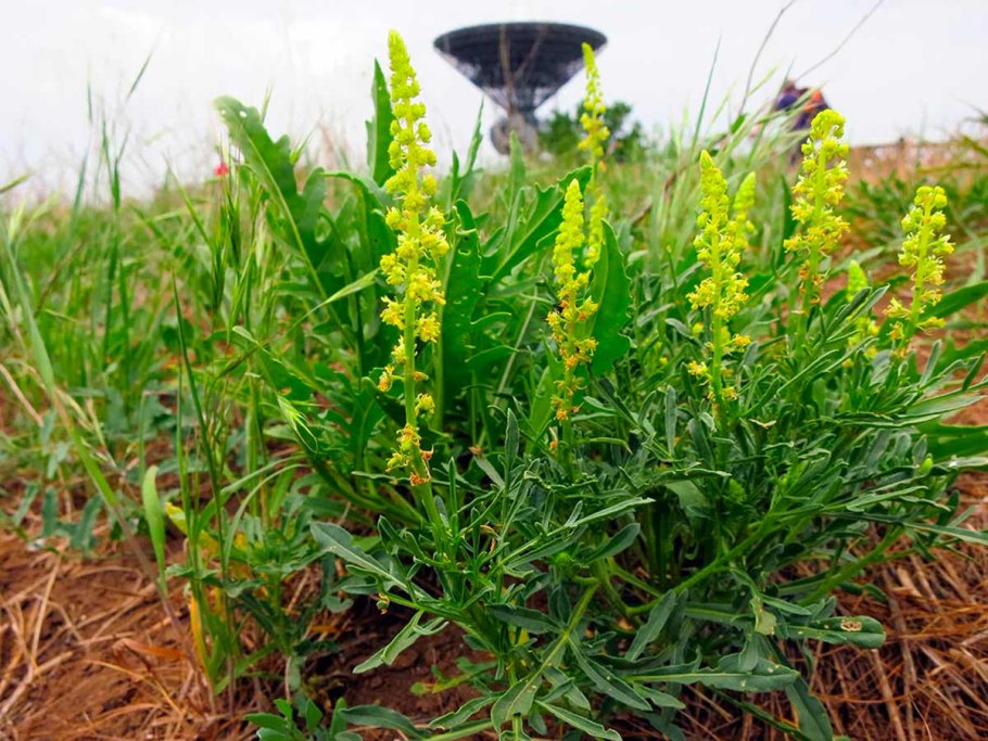 Резеда душистая