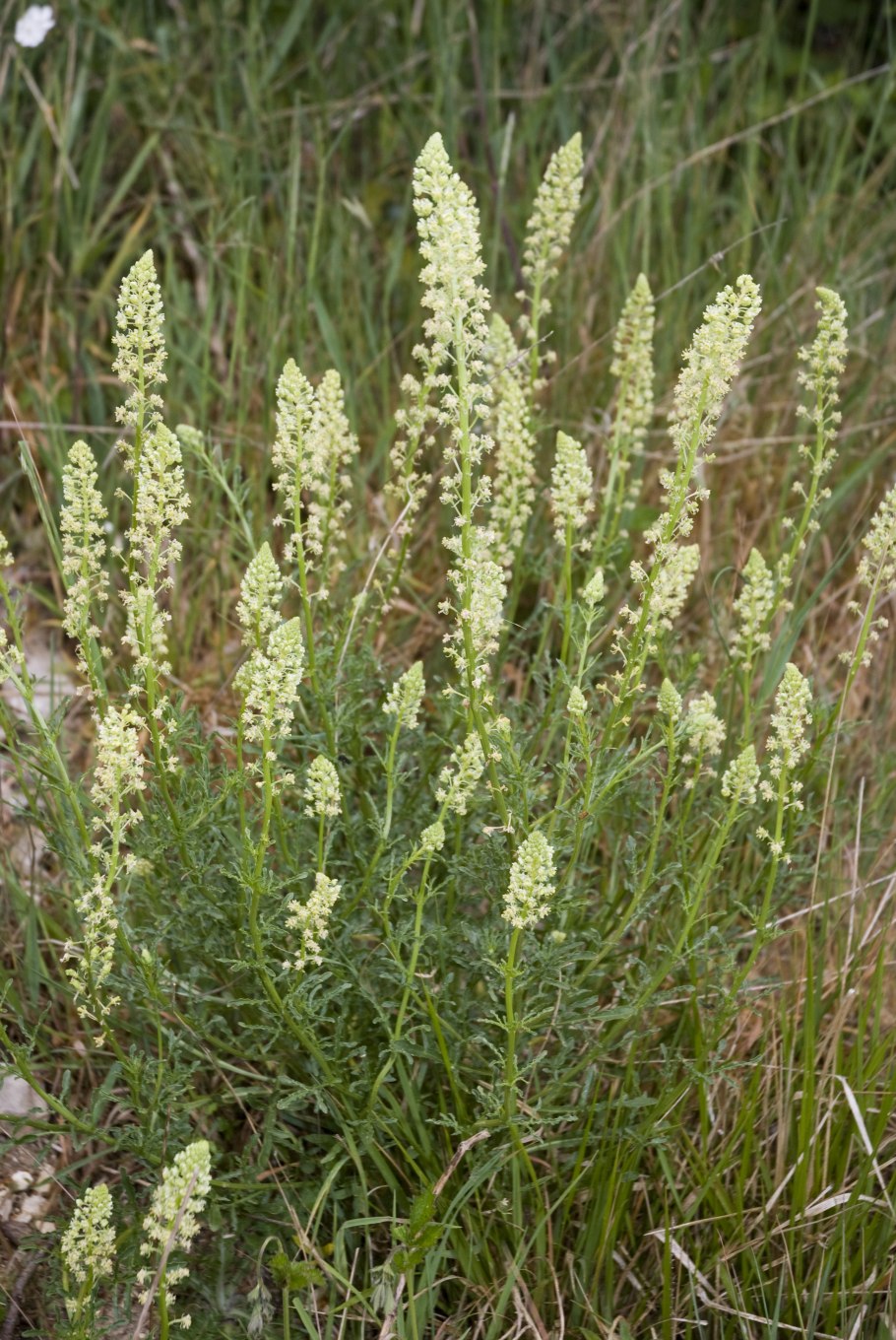 Цветок Резеда душистая