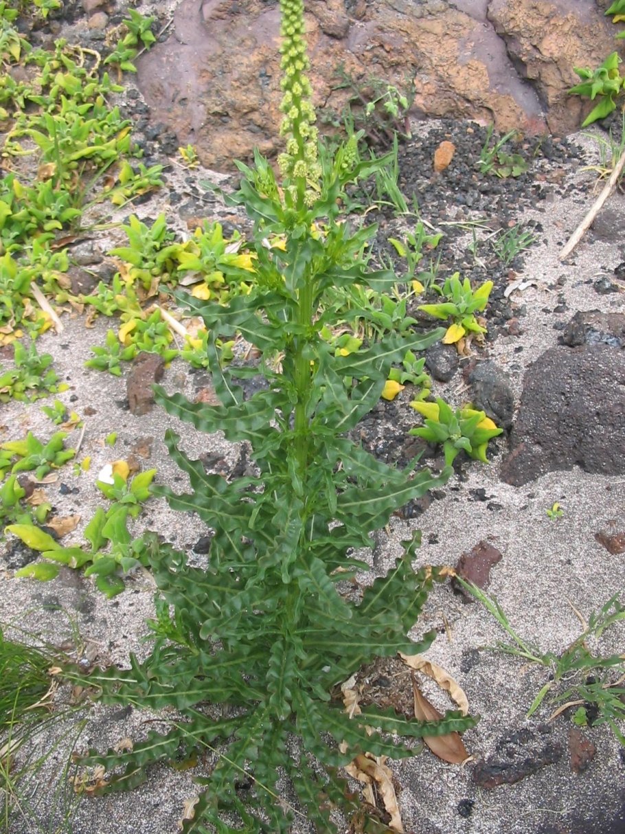 Резеда лютеола