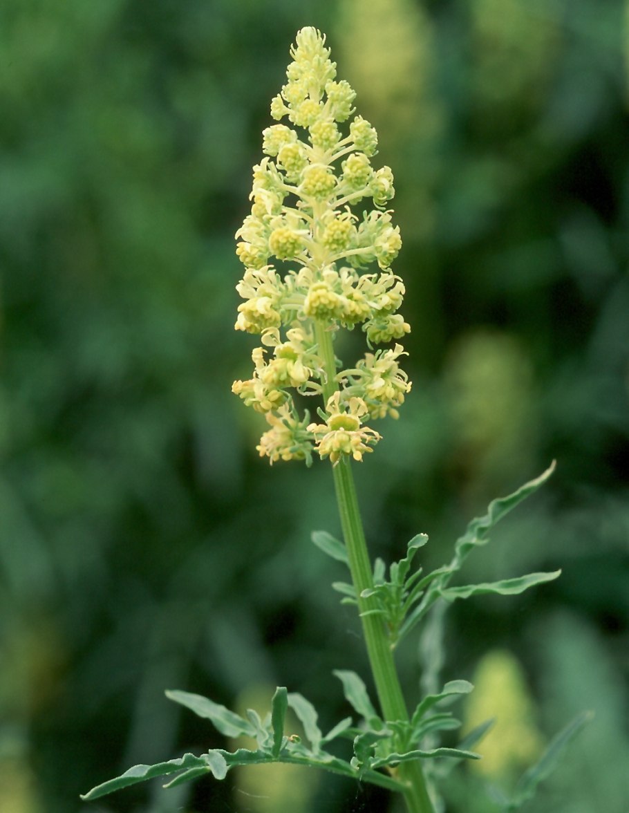 Reseda lutea и Lepidium perfoliatum