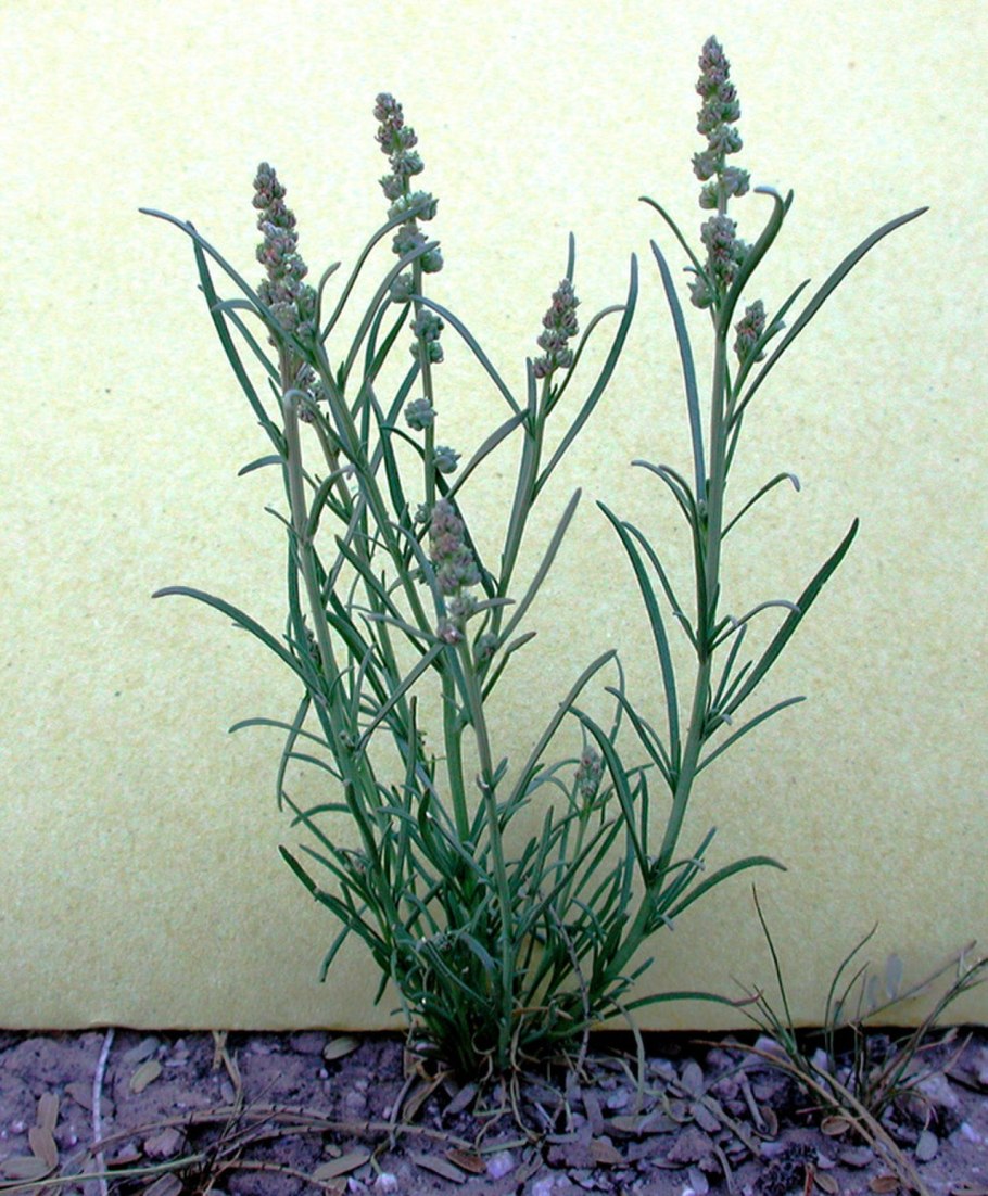 Резеда жёлтенькая