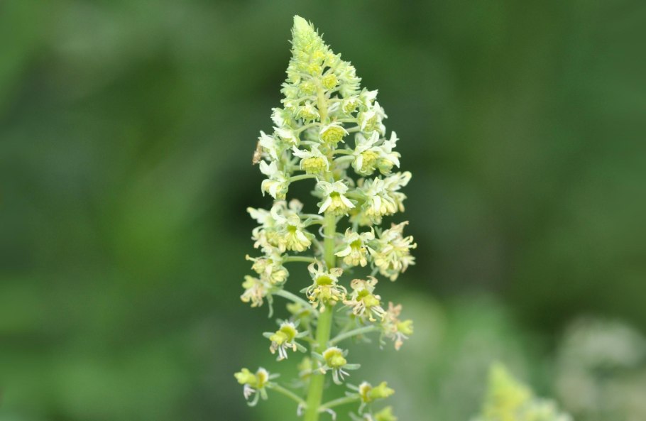 Resedaceae семейство