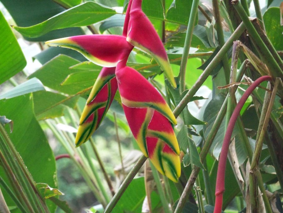 Стрелиция Heliconia