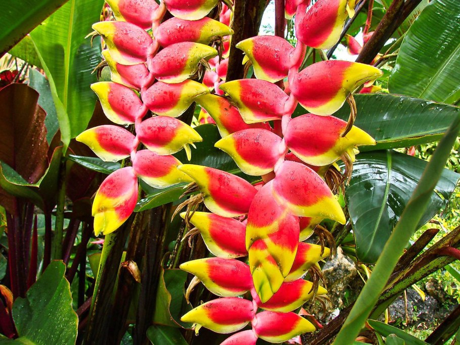 Heliconia цветок