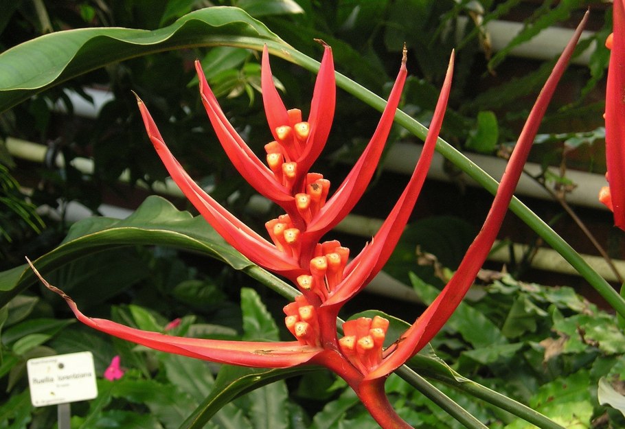 Heliconia Librata