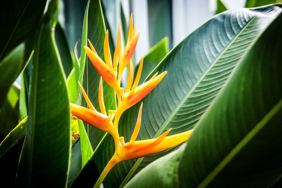 Heliconia цветок