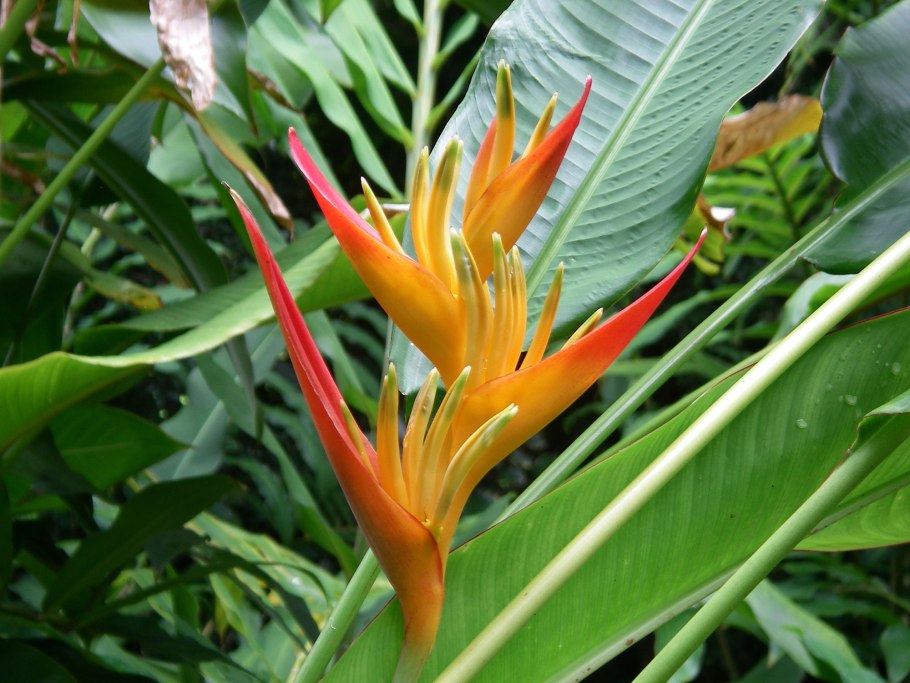 Клешня краба, Геликония Ростральная (Heliconia rostrata)