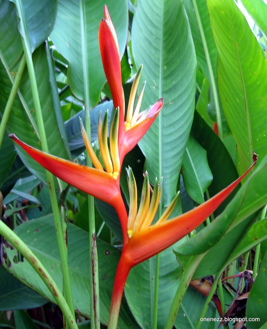 Heliconia цветок