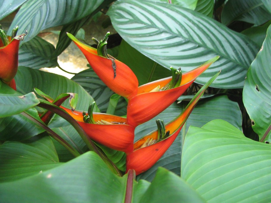 Heliconia rostrata