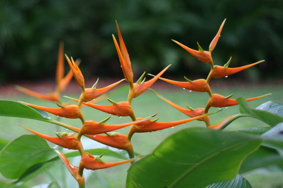 Геликония Коллинса (Heliconia collinsiana)