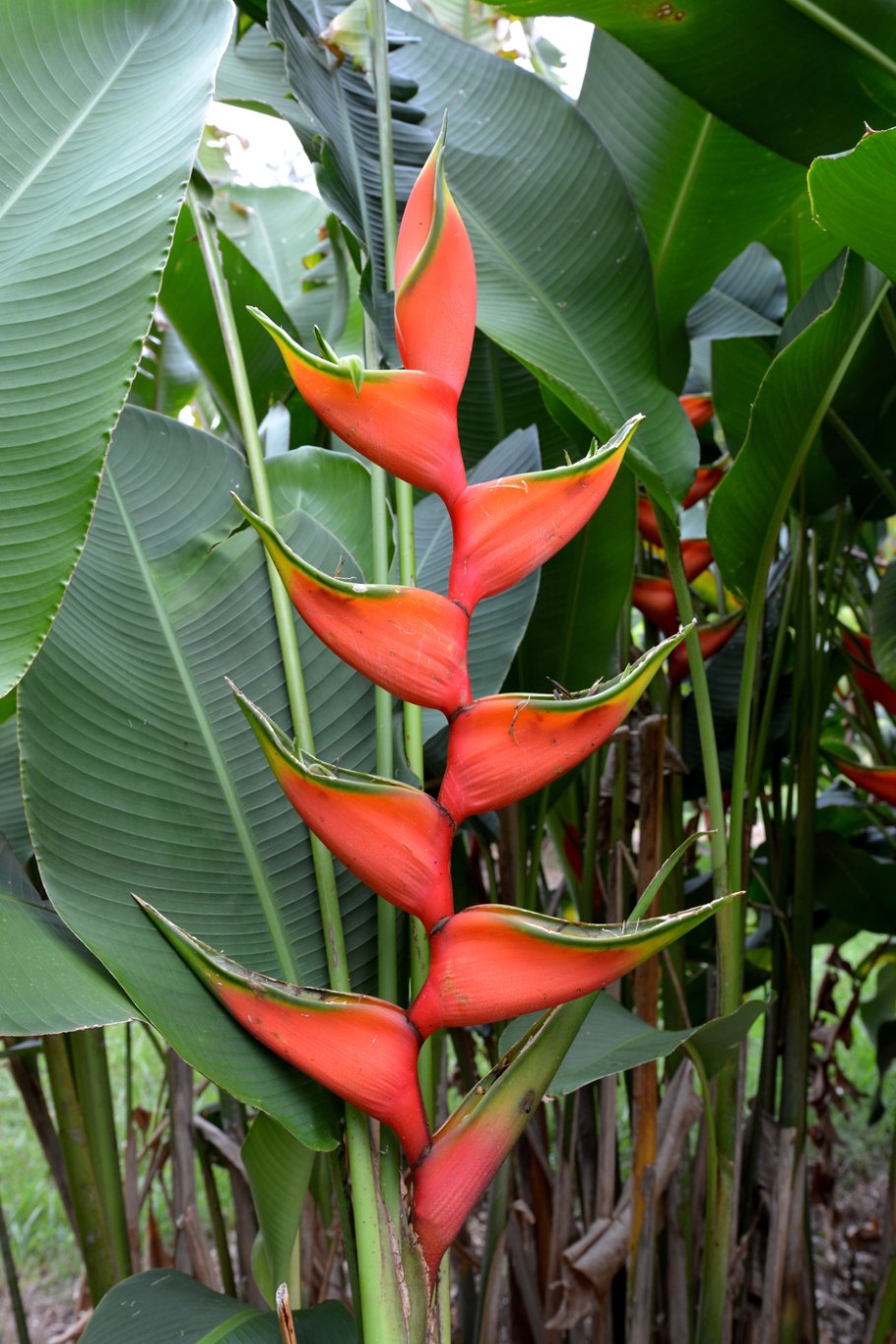Геликония прямая (Heliconia stricta