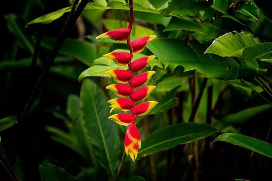 Heliconia rostrata