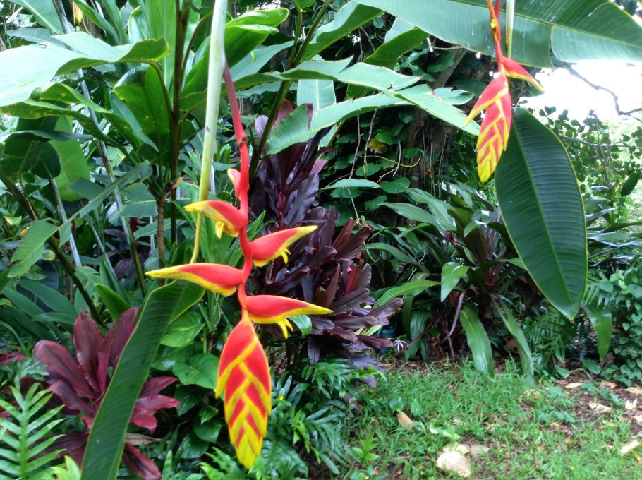 Геликония индийская (Heliconia Indica)