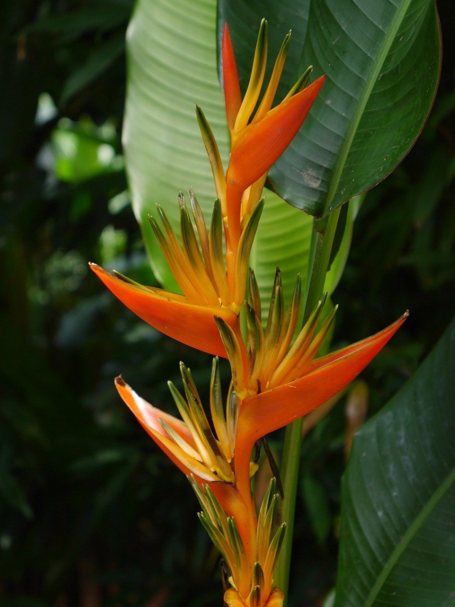 Стрелиция Heliconia