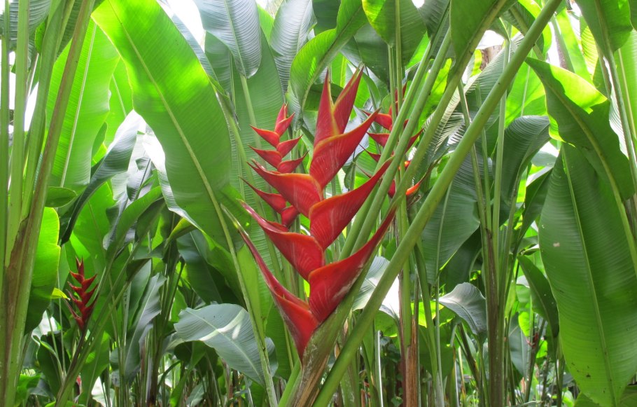 Клешня краба, Геликония Ростральная (Heliconia rostrata)