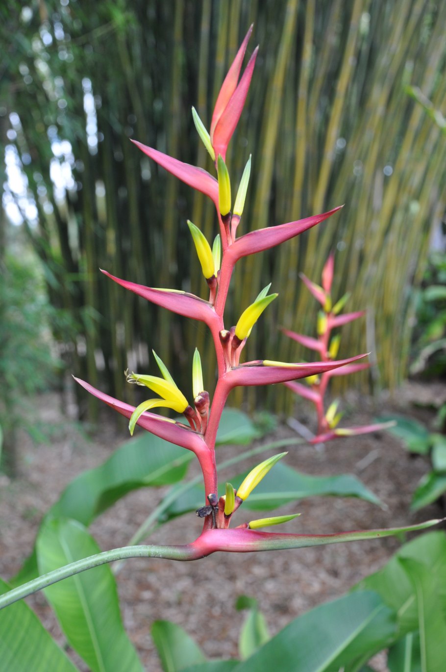 Heliconia psittacorum