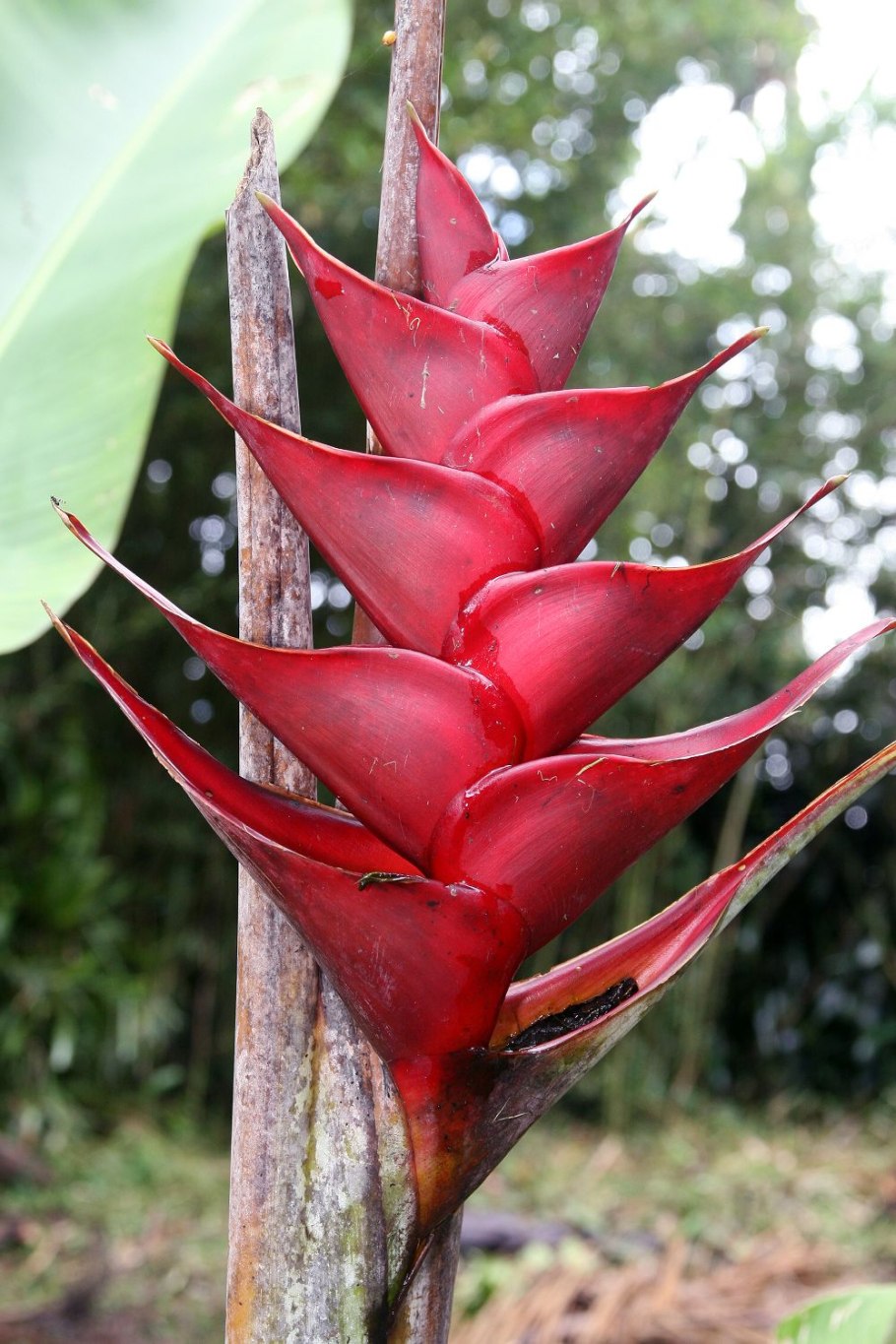 Heliconia psittacorum