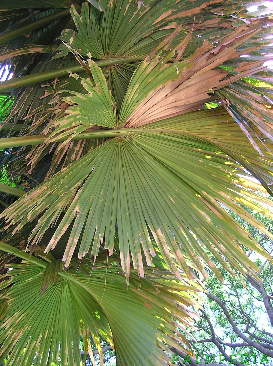 Пальма вашингтония нитчатая