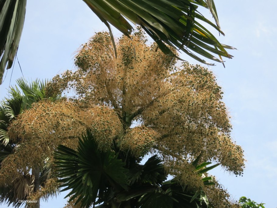 Корифа зонтоносная