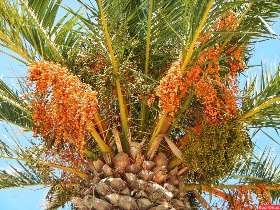 Финиковая пальма