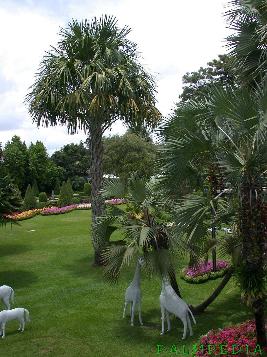 Trachycarpus fortunei