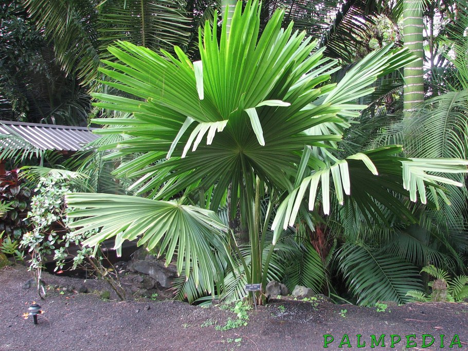 Веерная пальма ливистона