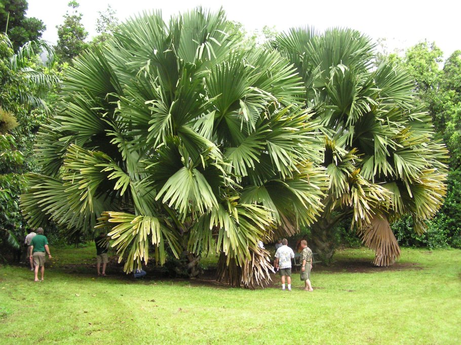 Сабаль пальма