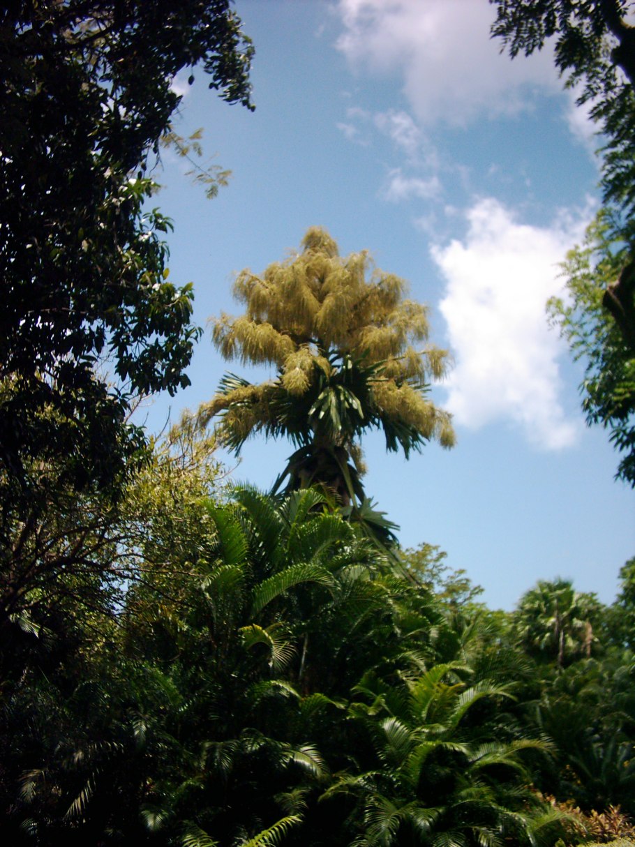 Corypha umbraculifera