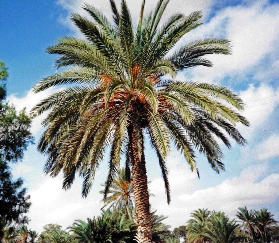 Канарская финиковая пальма