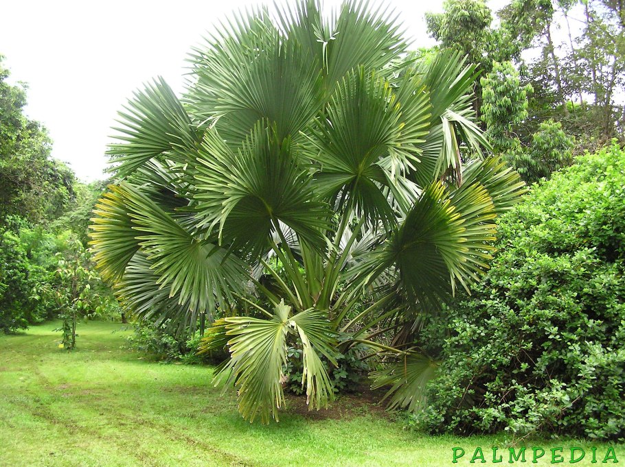 Мадагаскарская пальма (tahina spectabilis)