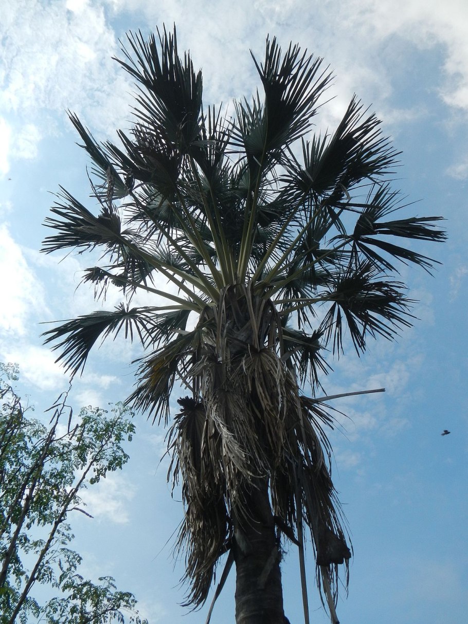 Corypha umbraculifera