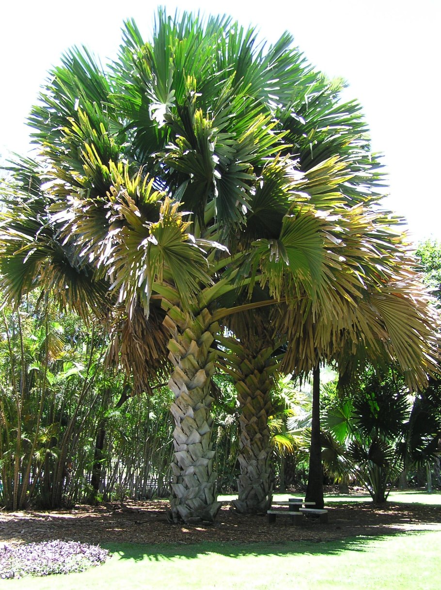 Botanical garden of peradeniya