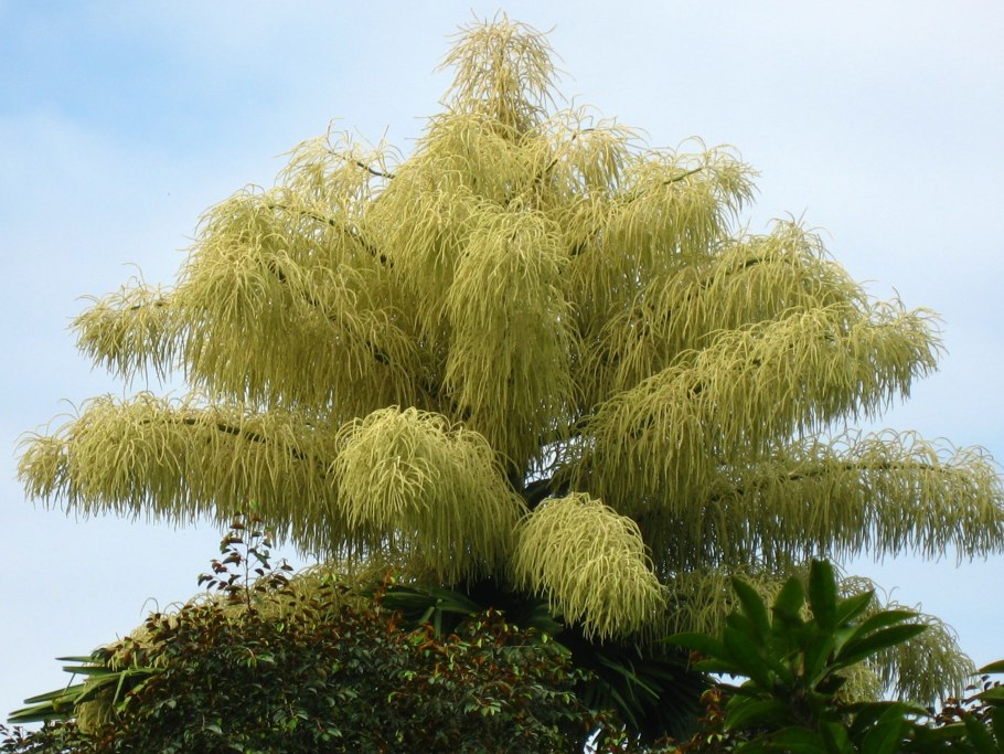 Цветущая финиковая пальма