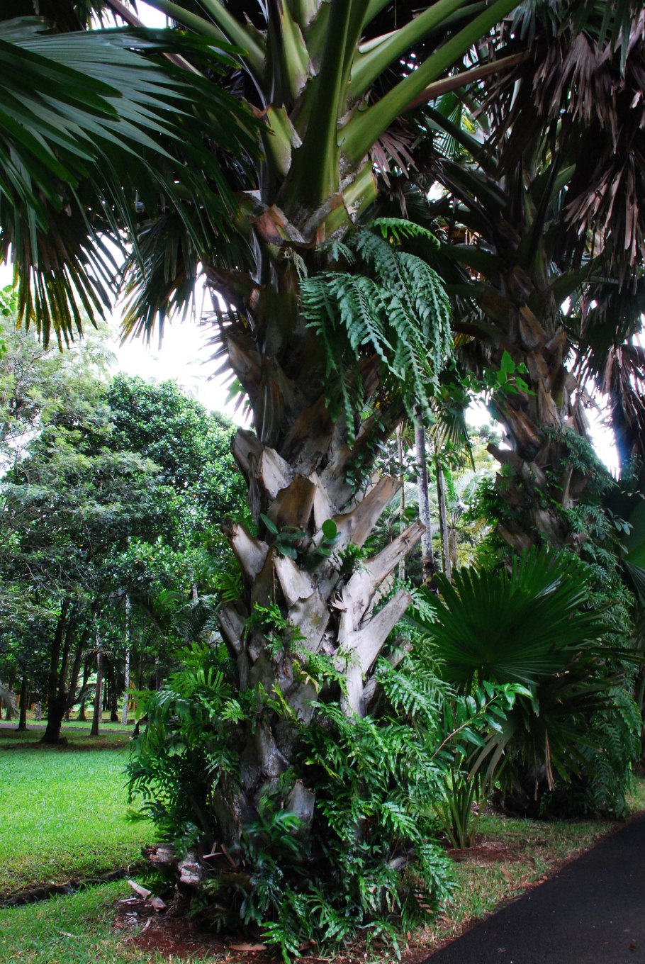 Ботанический сад перадения шри ланка