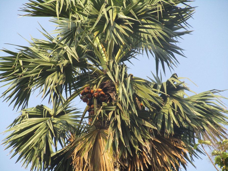 Borassus flabellifer