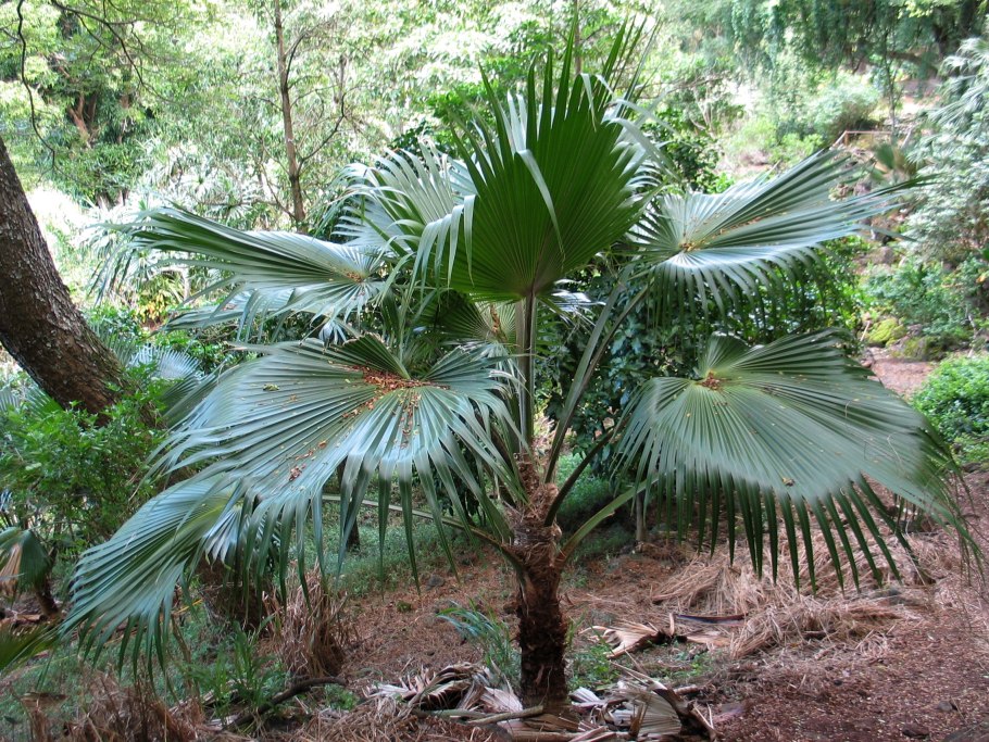 Pritchardia lowreyana