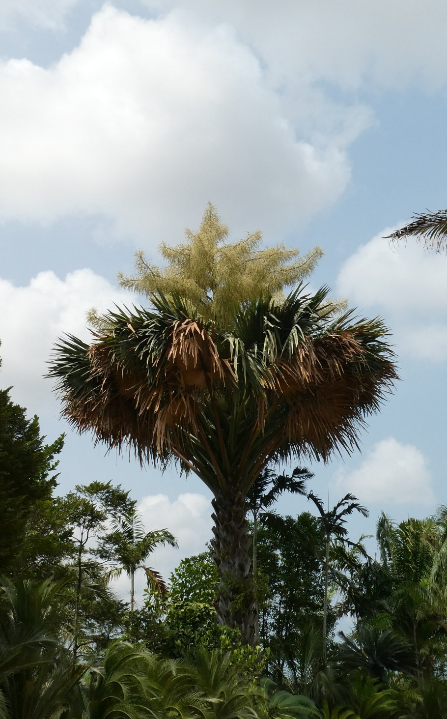 Пальма мориче