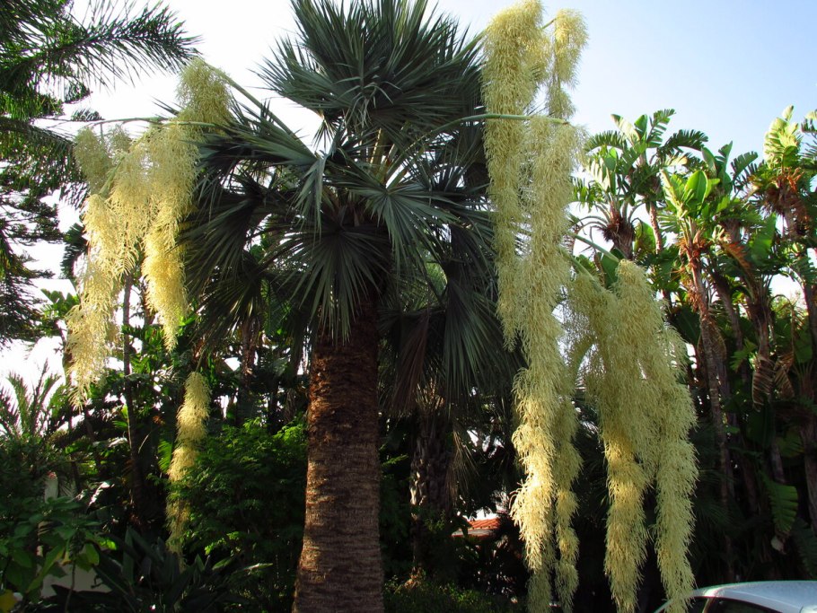 Финиковая пальма в сочи