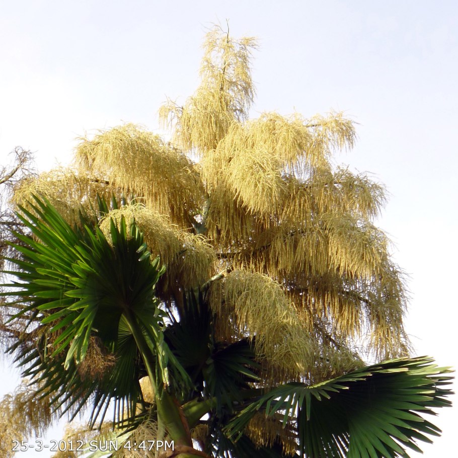 Корифа зонтоносная