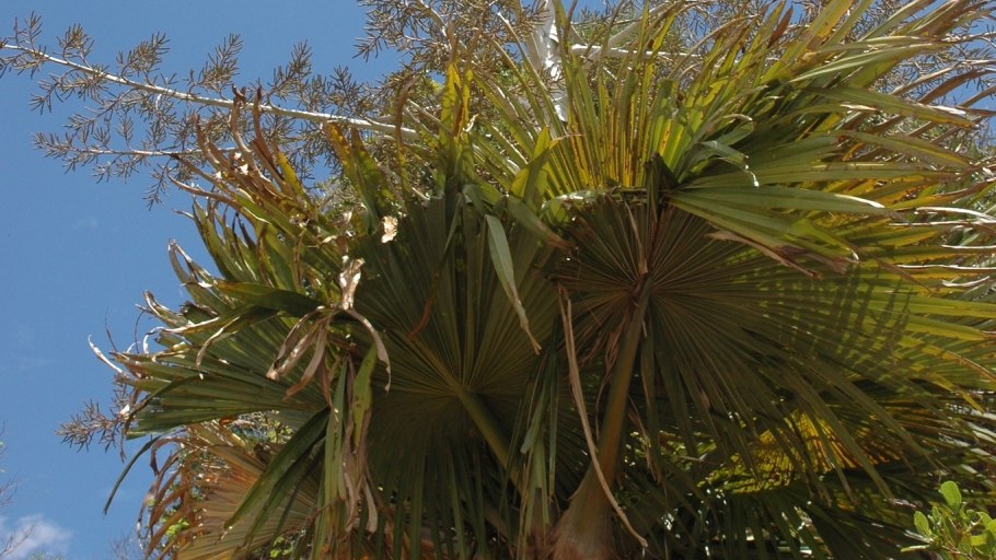 Leucothrinax morrisii