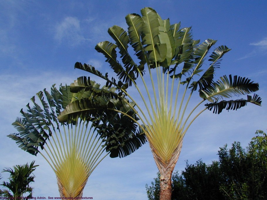 Равенала мадагаскарская