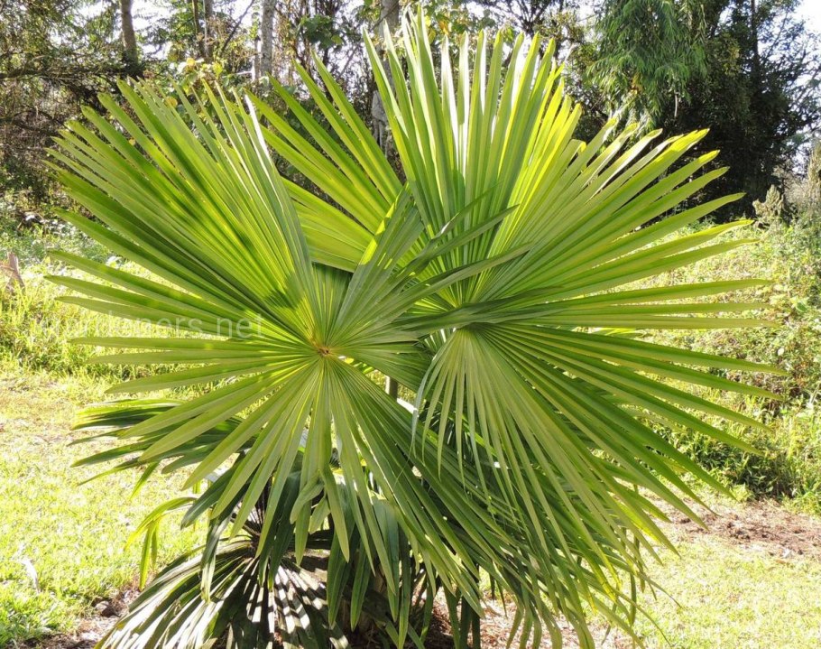 Трахикарпуса форчуна