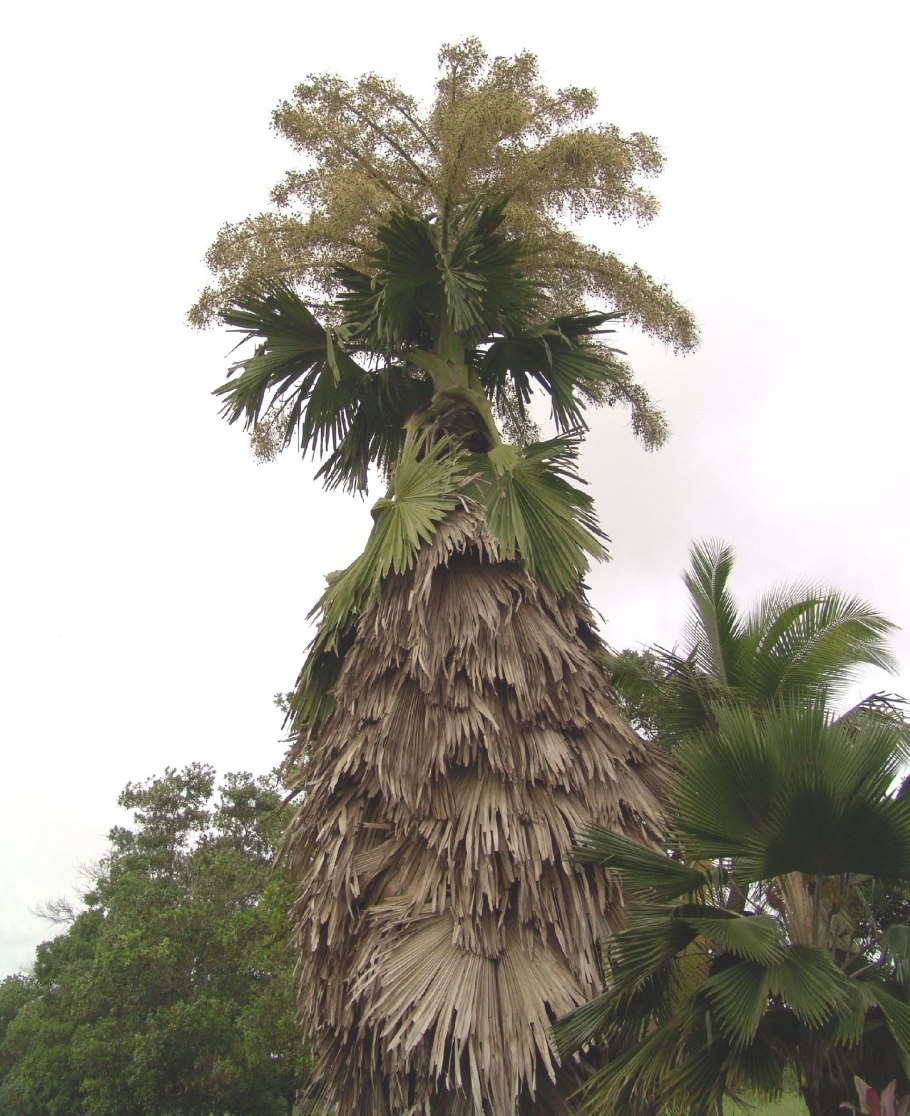 Пальма корифа зонтичная