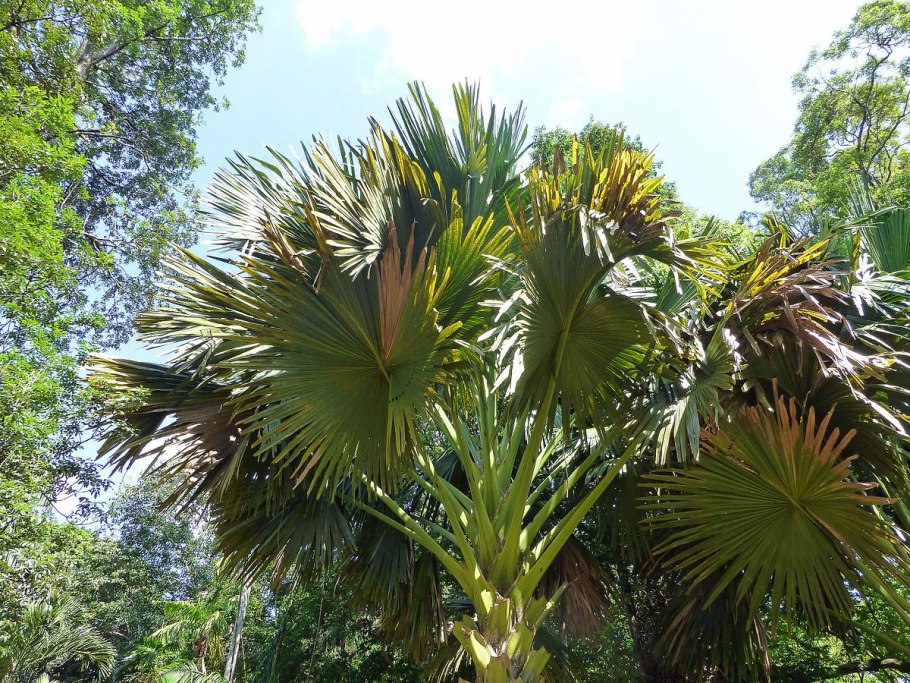 Nannorrhops ritchiana