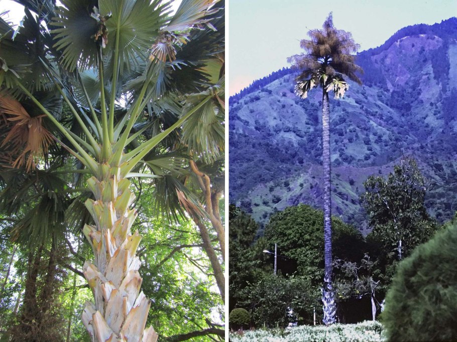 Латания пальма