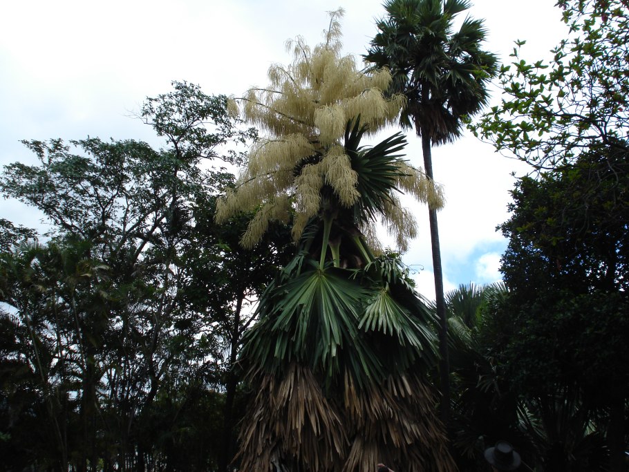 Talipot palm
